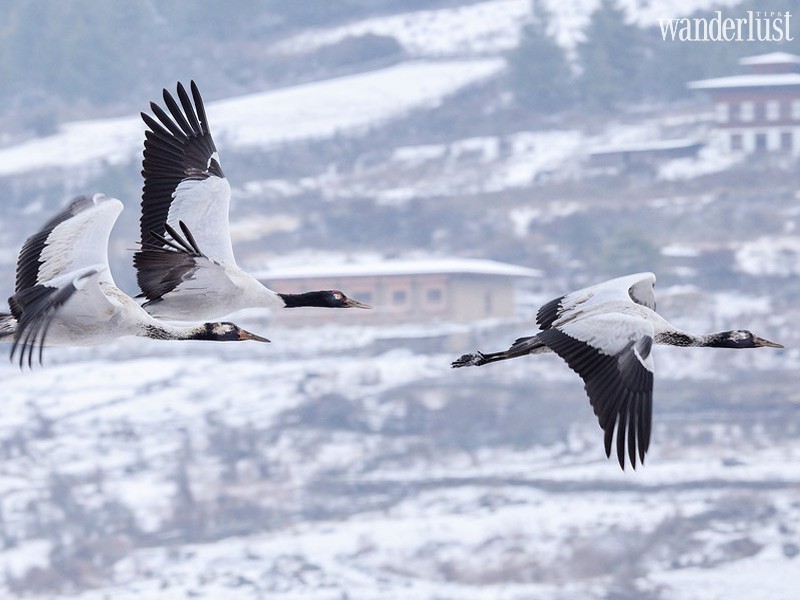 Tạp chí Du lịch Wanderlust Tips | Bhutan mùa tuyết rơi đẹp quên lối về