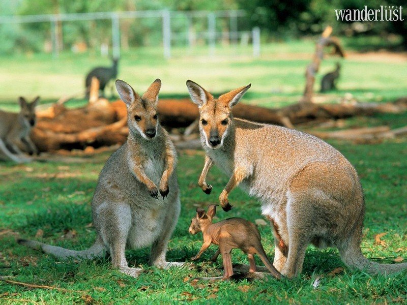 7 mẹo vặt du lịch Australia cần nhớ