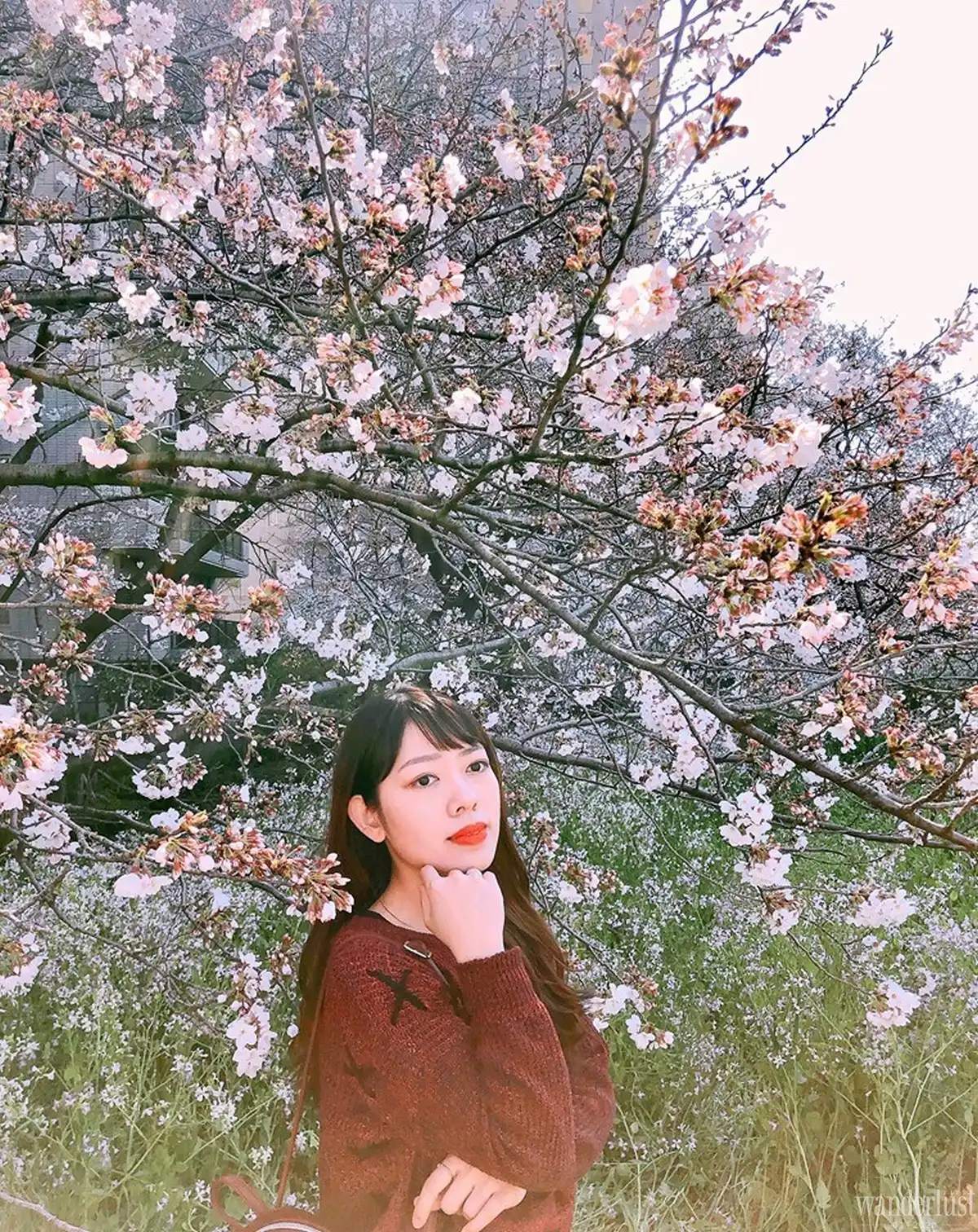 Tạp chí Du lịch Wanderlust Tips | Share the love with travel: Mùa xuân nở rộ