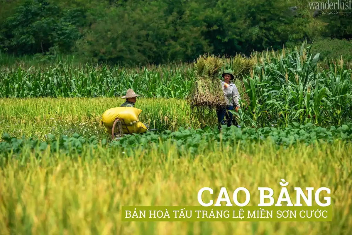 Tạp chí Wanderlust Tips 01/2020: Rực rỡ sắc xuân 10 Tạp chí du lịch Wanderlust Tips | Tạp chí Wanderlust Tips 01/2020: Rực rỡ sắc hoa xuân