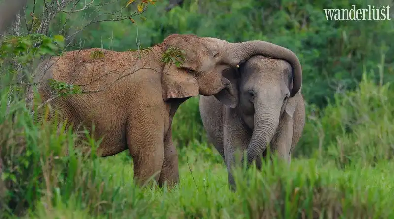 Tạp chí Du lịch Wanderlust Tips | Top 5 vườn quốc gia thú vị nhất Thái Lan