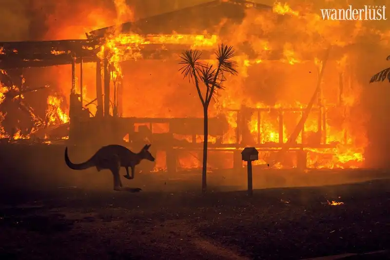 Tạp chí Du lịch Wanderlust Tips | Úc: Đại thảm họa cháy rừng thiêu rụi gần nửa tỷ sinh vật