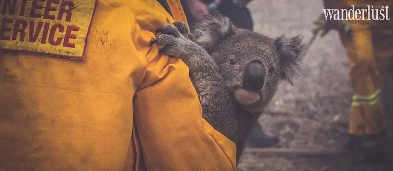 Tạp chí Du lịch Wanderlust Tips | Úc: Đại thảm họa cháy rừng thiêu rụi gần nửa tỷ sinh vật