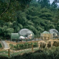 wanderlust tips anantara golden triangle elephant camp resort mo ra chon thien nhien tuyet dep cua chiang rai1 1