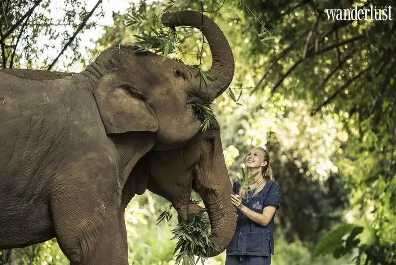 Anantara Golden Triangle Elephant Camp & Resort: Mở ra chốn thiên nhiên tuyệt đẹp của Chiang Rai 8 Tạp chí Du lịch Wanderlust Tips | Anantara Golden Triangle Elephant Camp & Resort: Mở ra chốn thiên nhiên tuyệt đẹp của Chiang Rai