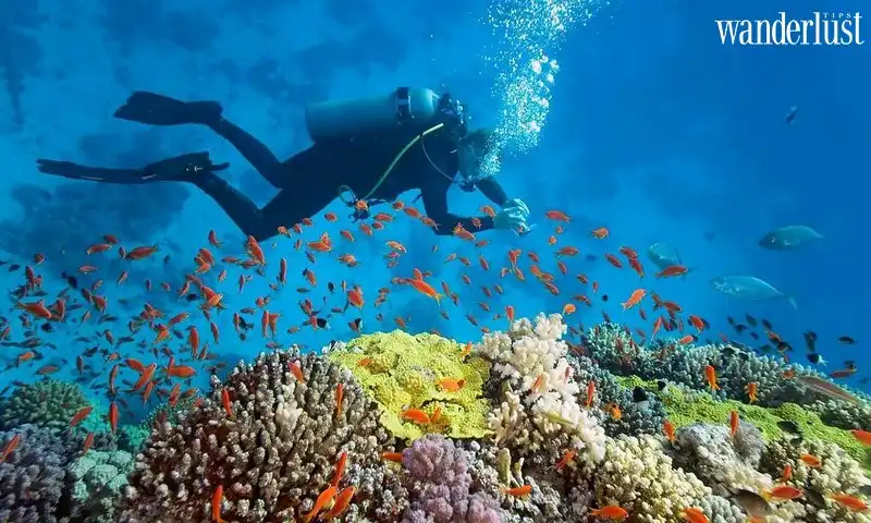 Tạp chí Du lịch Wanderlust Tips | Đảo Cá Voi lọt top 10 điểm lặn biển lý tưởng nhất năm 2020