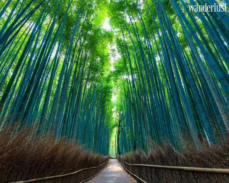 “Du lịch rỗng”: Chiến dịch hút khách du lịch mùa dịch tại Kyoto 5 Tạp chí Du lịch Wanderlust Tips | “Du lịch rỗng”: Chiến dịch hút khách du lịch mùa dịch tại Kyoto