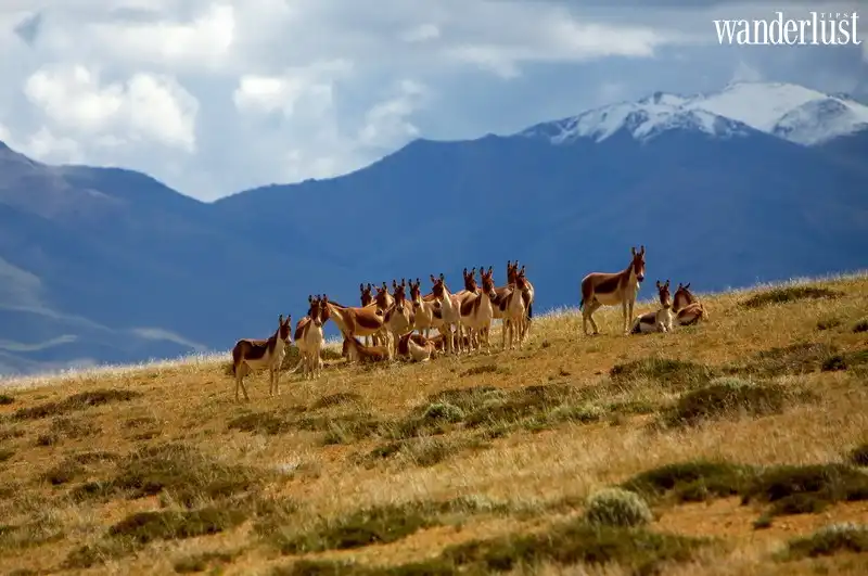 Du lịch Tây Tạng và những điều cần biết 8 Tạp chí Du lịch Wanderlust Tips | Du lịch Tây Tạng và những điều cần biết