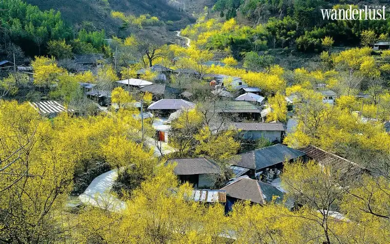 Mùa xuân và những lễ hội hoa tuyệt sắc tại Hàn Quốc 6 Tạp chí Du lịch Wanderlust Tips | Mùa xuân và những lễ hội hoa tuyệt sắc tại Hàn Quốc