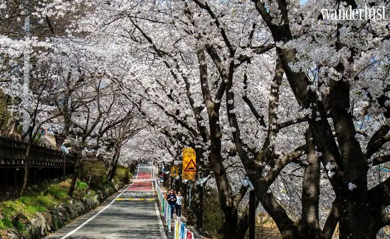 Mùa xuân và những lễ hội hoa tuyệt sắc tại Hàn Quốc 8 Tạp chí Du lịch Wanderlust Tips | Mùa xuân và những lễ hội hoa tuyệt sắc tại Hàn Quốc