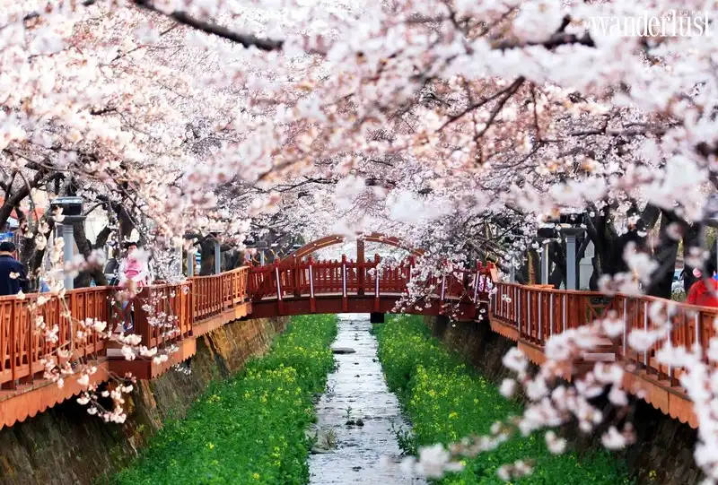 Mùa xuân và những lễ hội hoa tuyệt sắc tại Hàn Quốc 7 Tạp chí Du lịch Wanderlust Tips | Mùa xuân và những lễ hội hoa tuyệt sắc tại Hàn Quốc