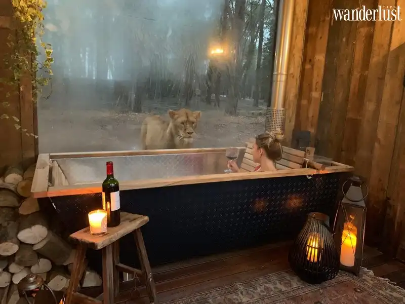 Tạp chí Du lịch Wanderlust Tips | Port Lympne: Trải nghiệm trong khách sạn cùng hổ và sư tử tại Anh