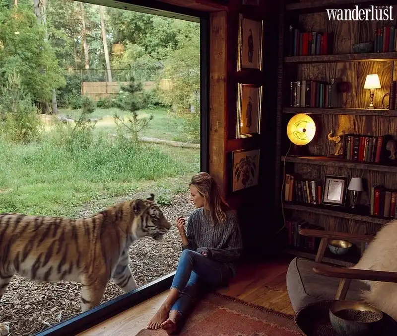 Tạp chí Du lịch Wanderlust Tips | Port Lympne: Trải nghiệm trong khách sạn cùng hổ và sư tử tại Anh