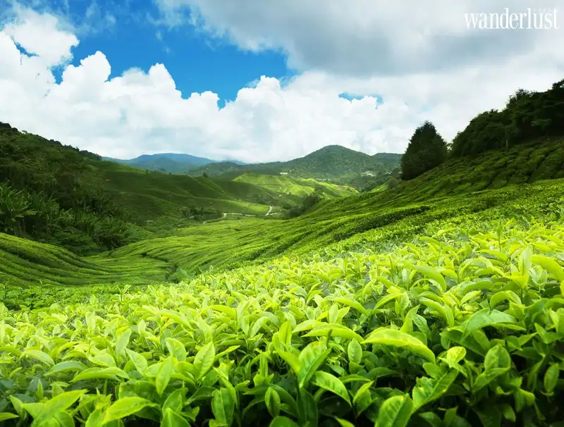 Tạp chí Du lịch Wanderlust Tips | Thưởng thức vị thơm ngon của những búp chè Sri Lanka