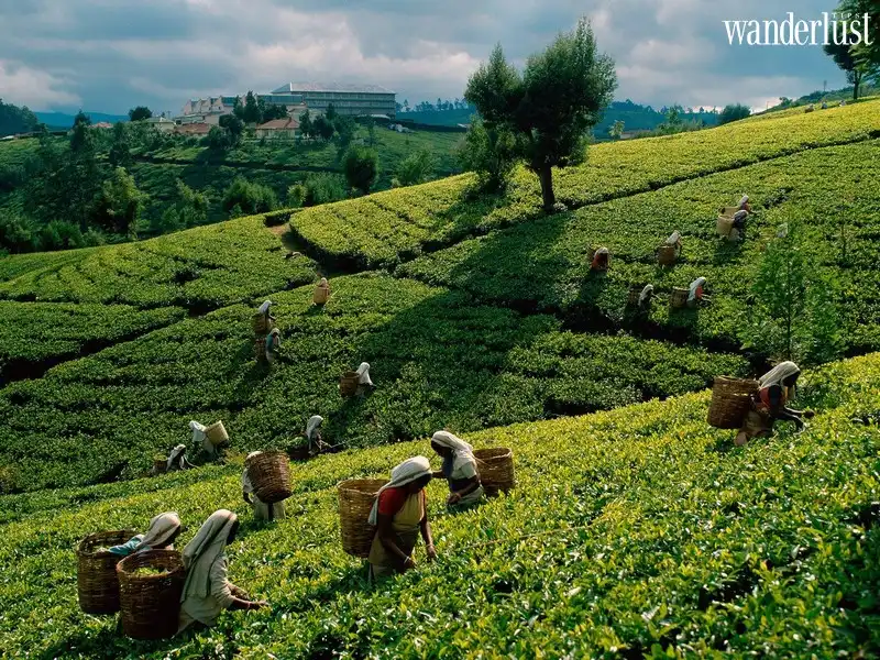 Tạp chí Du lịch Wanderlust Tips | Thưởng thức vị thơm ngon của những búp chè Sri Lanka