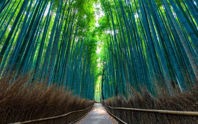 Tạp chí Du lịch Wanderlust Tips | “Du lịch rỗng”: Chiến dịch hút khách du lịch mùa dịch tại Kyoto