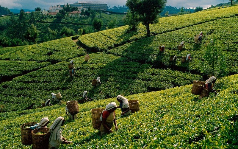 Thưởng thức vị thơm ngon của những búp chè Sri Lanka 5 Tạp chí Du lịch Wanderlust Tips | Thưởng thức vị thơm ngon của những búp chè Sri Lanka