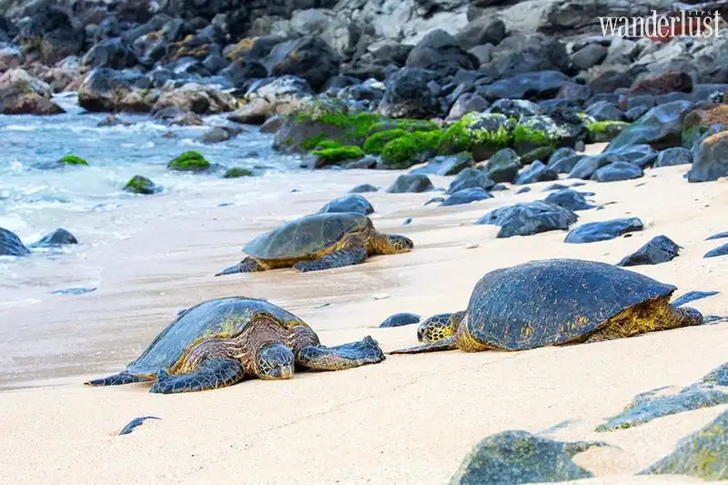Tạp chí Du lịch Wanderlust Tips | 5 bãi biển đẹp nhất Maui, Hawaii