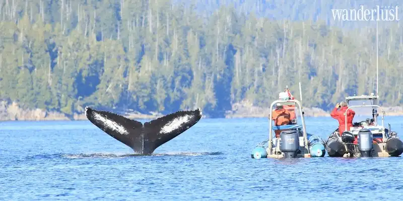 Tạp chí Du lịch Wanderlust Tips | British Columbia và những trải nghiệm hấp dẫn vào mùa xuân