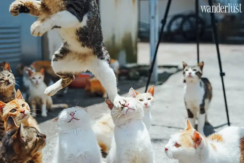 Đảo mèo: Nơi mèo còn “lấn lướt” con người tại Nhật Bản 8 wanderlust tips dao meo noi meo con lan luot con nguoi tai nhat ban1