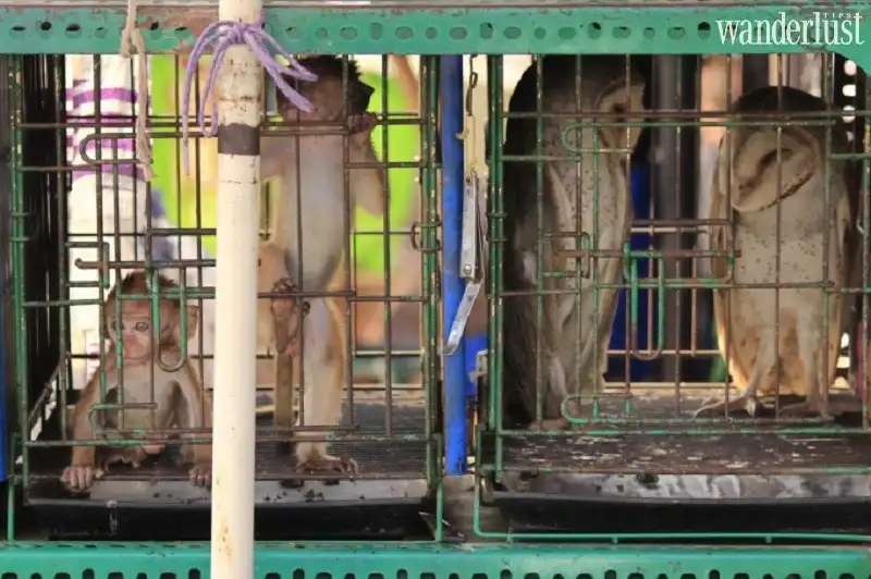 Tạp chí Wadnerlust Tips | Chợ động vật hoang dã ở Indonesia ế ẩm giữa mùa dịch