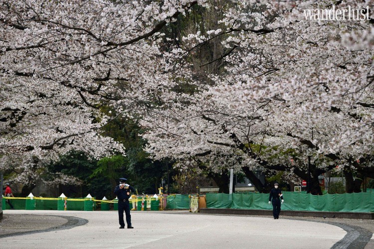 Tạp chí du lịch Wanderlust Tips | Một mùa hoa anh đào đầy tĩnh lặng tại Nhật Bản