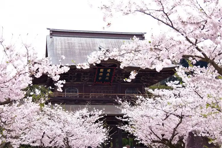 Tạp chí du lịch Wanderlust Tips | Một mùa hoa anh đào đầy tĩnh lặng tại Nhật Bản