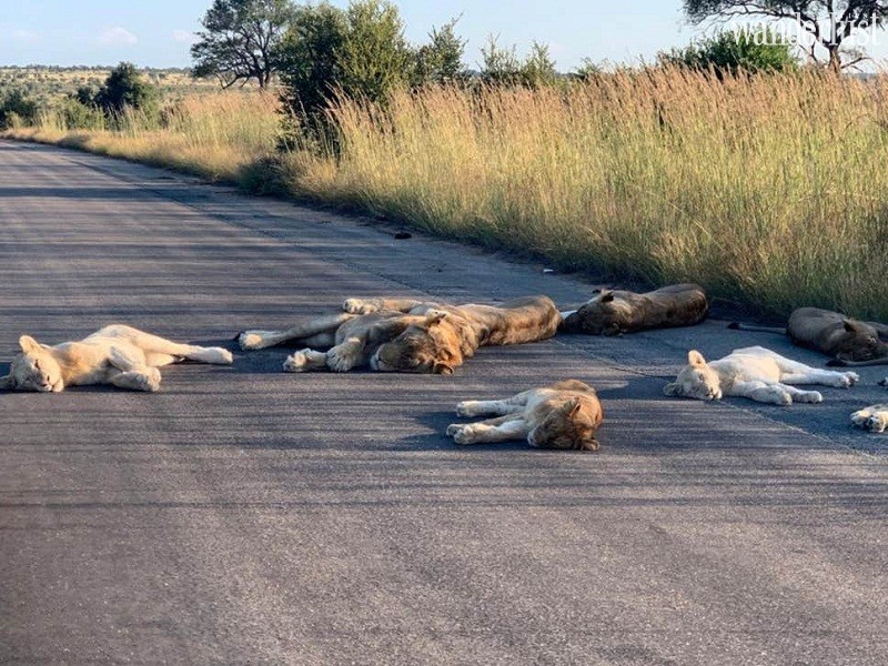 Vào ngày 15/4, trong khi làm nhiệm vụ, ông  Richard Sowry, cán bộ kiểm lâm ở Công quốc gia Kruger đã phát hiện một đàn sư tử đang nằm ngủ ngon lành ngay giữa đường gần khu cắm trại Orpen Rest Camp ở biên giới phía tây của công viên quốc gia.