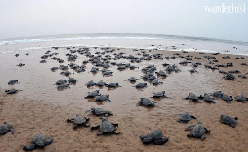 Tạp chí du lịch Wanderlust Tips | Rùa biển đua nhau làm tổ trên các bãi biển mùa Covid