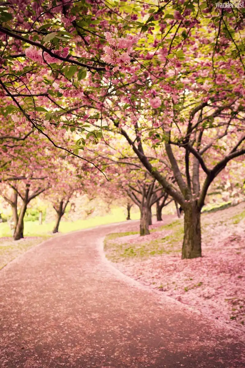 Tạp chí Wanderlust Tips | Tuyệt chiêu sống vui, sống khỏe trong thời gian ở nhà do Covid-19