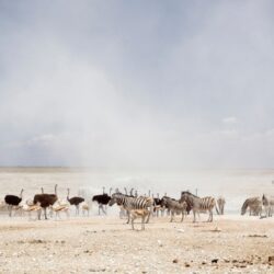 wanderlust tips ban biet gi ve namibia vung dat cua nhung dieu ngoan muc3 1