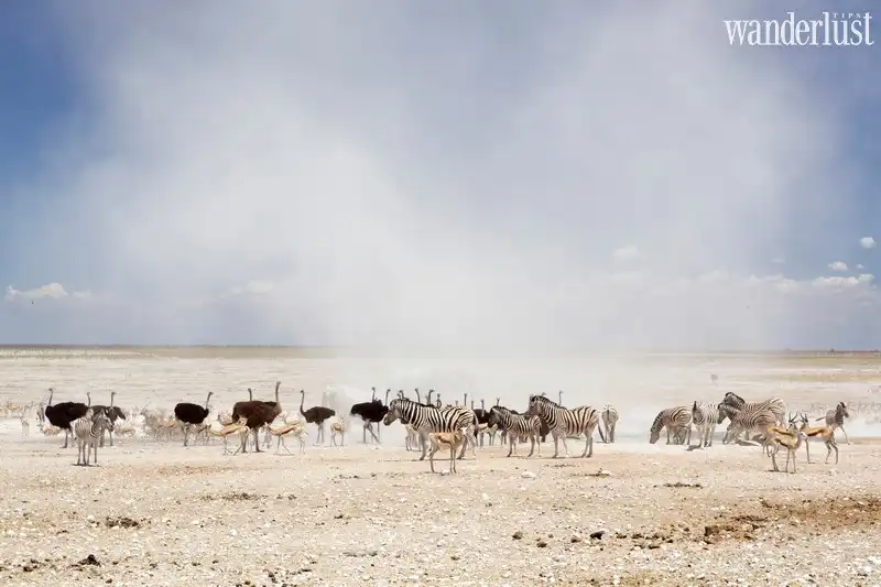 Bạn biết gì về Namibia: Vùng đất của những điều ngoạn mục 12 wanderlust tips ban biet gi ve namibia vung dat cua nhung dieu ngoan muc3