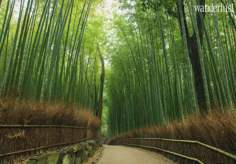 Tạp chí Du lịch Wanderlust Tips | Lạ lẫm những rừng cây ảo diệu trên thế giới