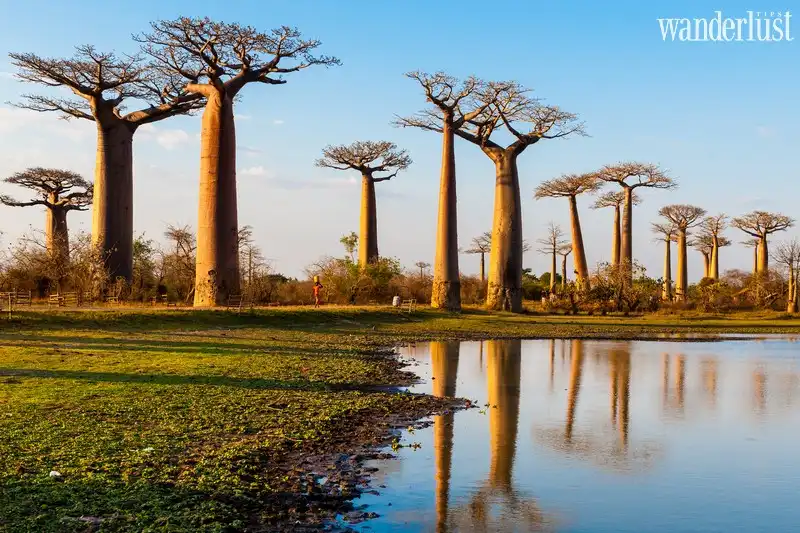 Tạp chí Du lịch Wanderlust Tips | Lạ lẫm những rừng cây ảo diệu trên thế giới