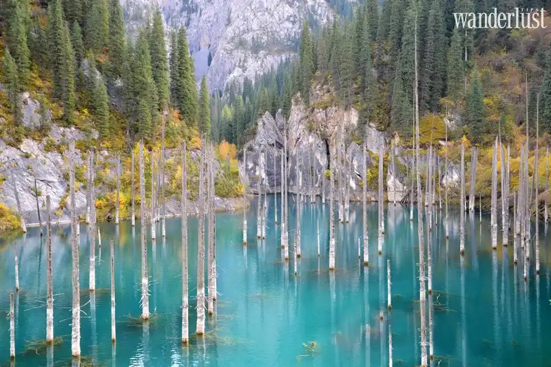 Tạp chí Du lịch Wanderlust Tips | Lạ lẫm những rừng cây ảo diệu trên thế giới