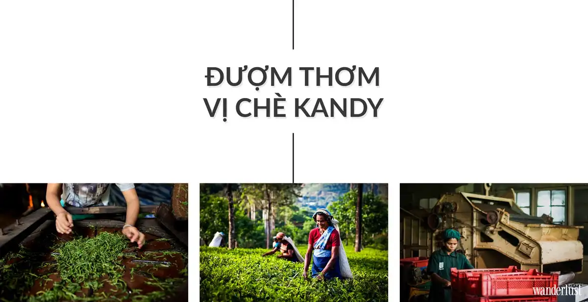 wanderlust tips lac toi kandy5