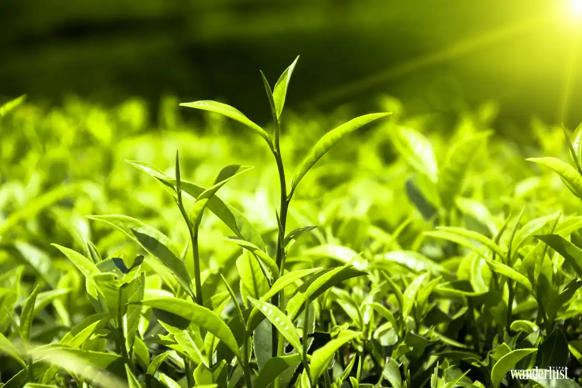 wanderlust tips lac toi kandy6