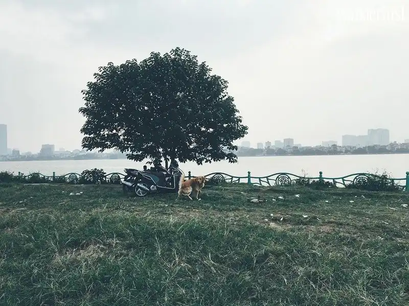 4 cây cô đơn để bạn thỏa sức sống ảo tại miền Bắc 6 Tạp chí Du lịch Wanderlust Tips | Những bóng cây cô đơn để bạn thỏa sức sống ảo tại miền Bắc