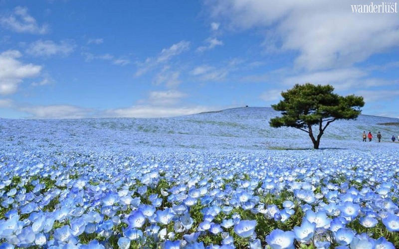 Tạp chí du lịch Wanderlust Tips | Lạc vào miền cổ tích của rừng hoa mắt xanh ở Nhật Bản