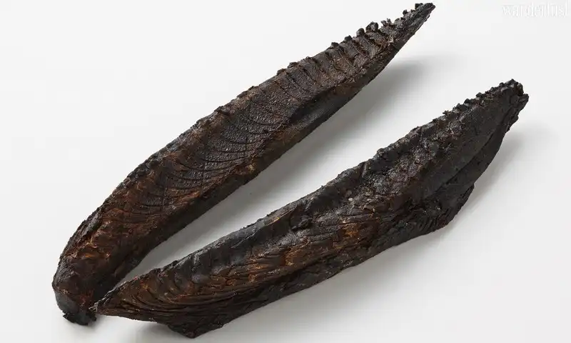 Cá ngừ bào sợi: Lạ kỳ món ăn cứng như gỗ 7 Tạp chí Du lịch Wanderlust Tips | Cá ngừ bào sợi: Lạ kỳ món ăn cứng như gỗ