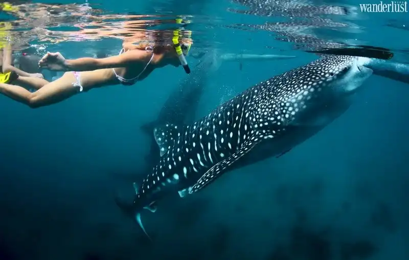 Tạp chí Du lịch Wanderlust Tips | Châu Phi và những trải nghiệm nhất định phải thử 