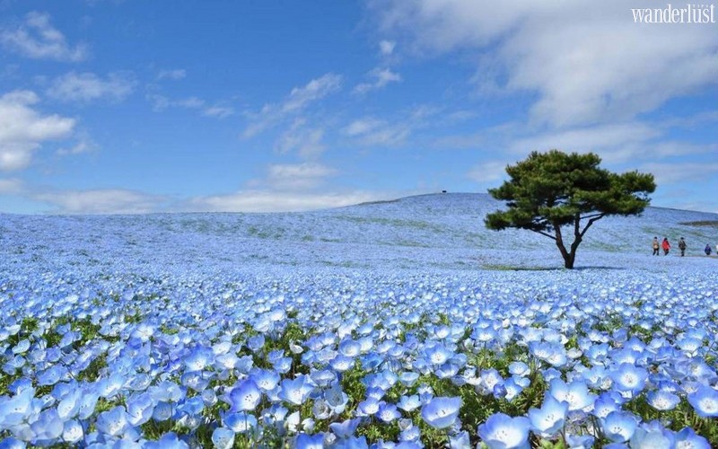 Say đắm rừng hoa mắt xanh lạ kỳ tại Nhật Bản