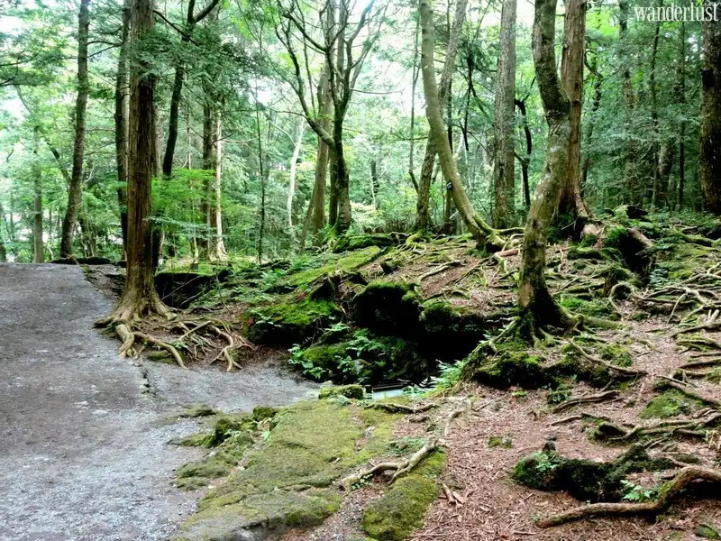 Ám ảnh khung cảnh khu rừng tự sát Aokigahara 5 Tạp chí Du lịch Wanderlust Tips | Ám ảnh khung cảnh khu rừng tự sát Aokigahara, Nhật Bản