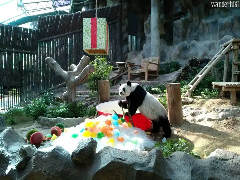 wanderlust tips choi gi o chiang mai vao buoi sang9