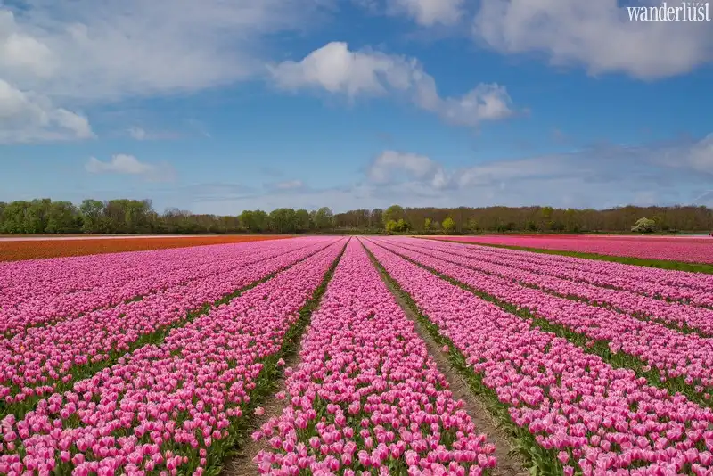 Những điểm dừng chân “hường phấn” xinh đẹp khắp thế giới 9 Tạp chí Du lịch Wanderlust Tips | Những điểm đến màu hồng xinh đẹp