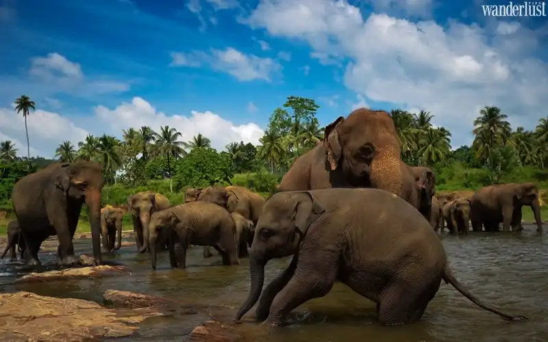 Tất tần tật kinh nghiệm khám phá Sri Lanka 12 wanderlust tips tat tan tat kinh nghiem kham pha sri lanka5