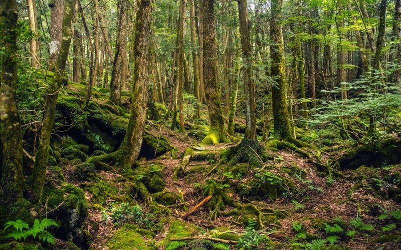 Ám ảnh khung cảnh khu rừng tự sát Aokigahara