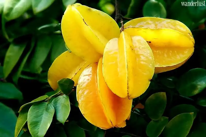 Những loại trái cây đáng thử nhất trên thế giới 7 Tạp chí Du lịch Wanderlust Tips | Những loại trái cây đáng thử nhất trên thế giới