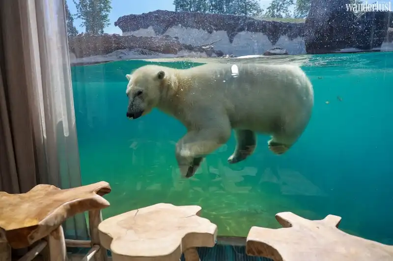 Tạp chí du lịch Wanderlust Tips | Kinh ngạc dịch vụ nghỉ dưỡng với hải mã tại Bỉ