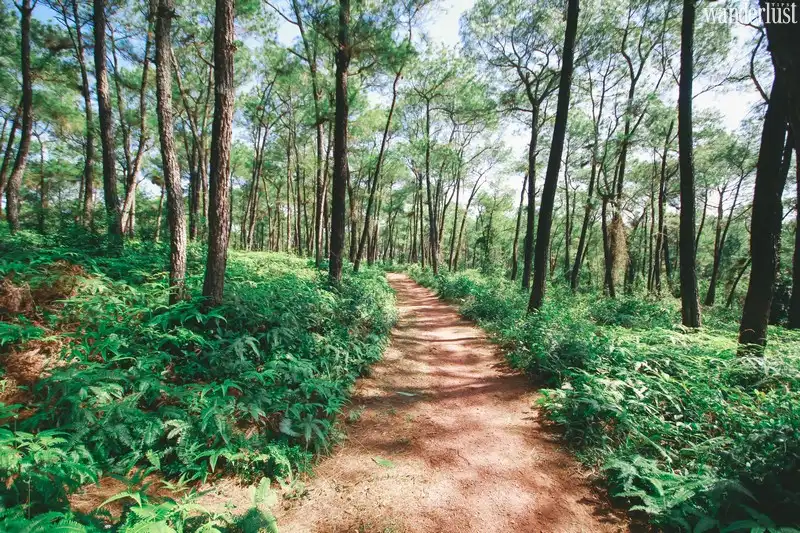 Dạo quanh đồi Thiên An lãng mạn 9 wanderlust tips dao quanh doi thien an lang man1